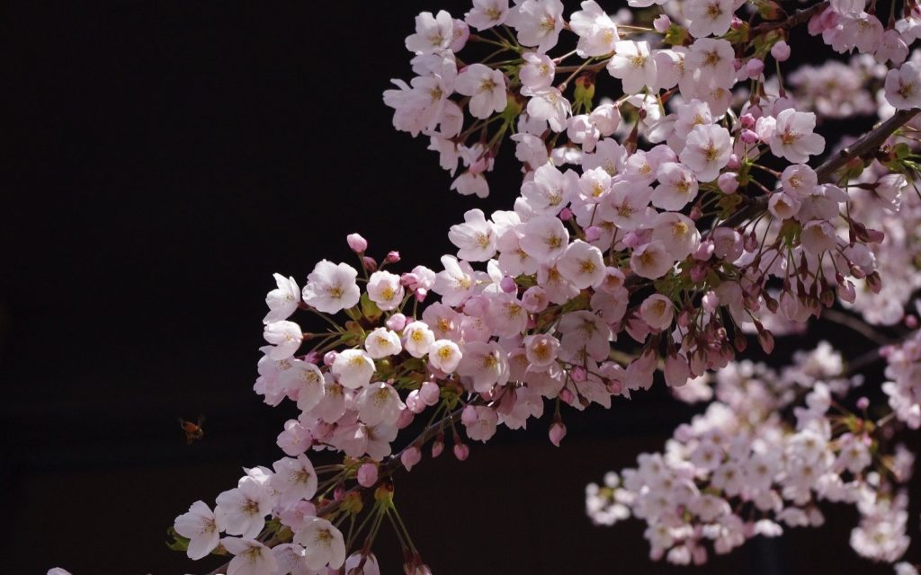 Blossoms, Law Firm, Outside Victoria