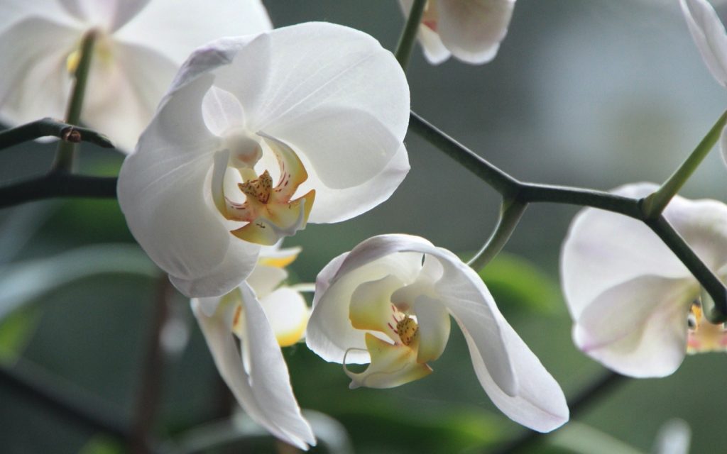 Orchid, Law Office